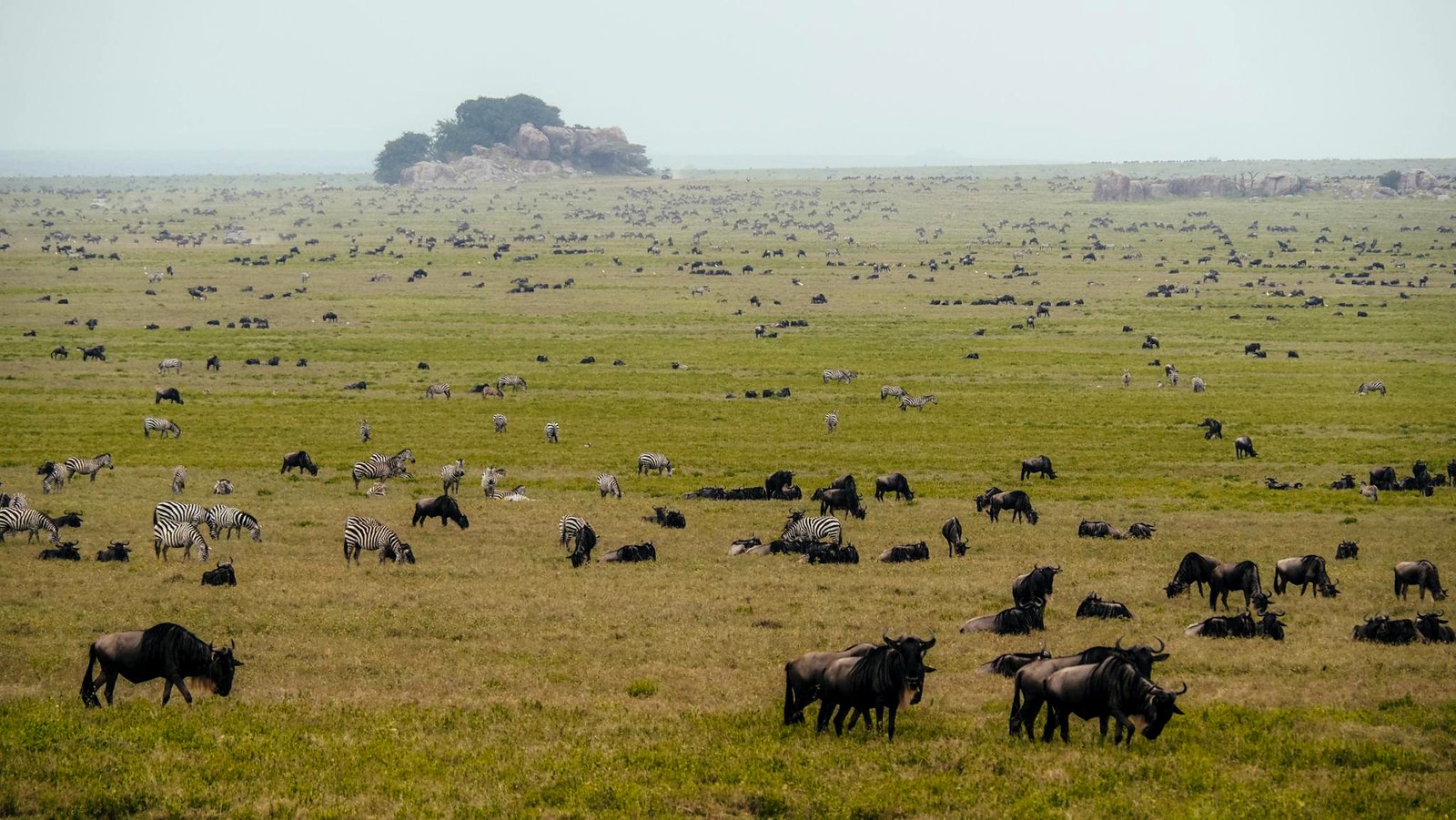 Serengeti National Park — endless plains and Great Migration