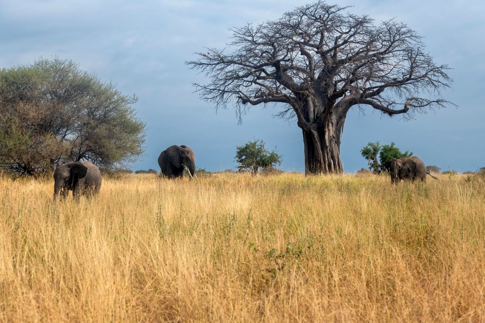 Tarangire National Park — elephants and ancient baobab trees