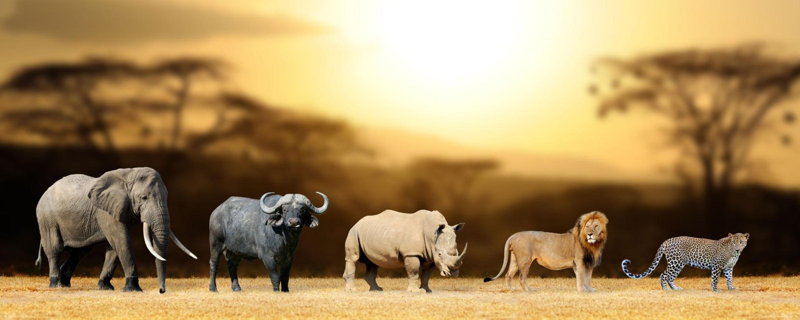 The Big Five animals in Serengeti National Park, Tanzania